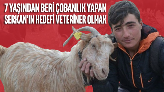 7 yaşından beri çobanlık yapan Serkan'ın hedefi veteriner olmak
