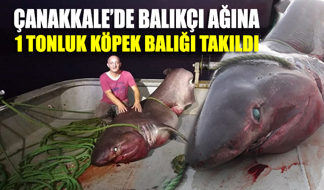 Çanakkale'de balıkçı ağına 1 tonluk köpek balığı takıldı
