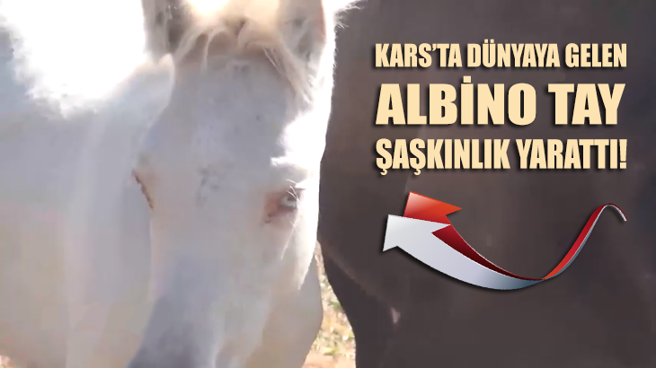 Kars'ta dünyaya gelen 'albino tay' şaşkınlık yarattı!