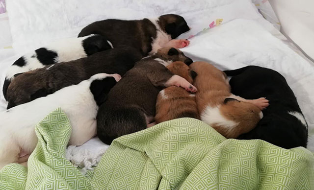 Mahallelinin istemediği 9 yavru köpek sıcak yuva bekliyor