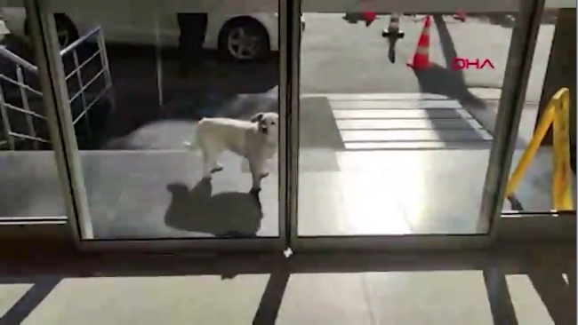 Sahibini 5 gün boyunca hastane kapısında bekleyen ‘Boncuk’ köpek, dünya basınında