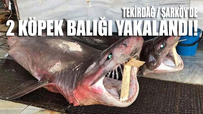 Tekirdağ’da 2 köpek balığı yakalandı