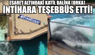 42 yıldır beton kafes içinde yaşayan katil balina (orka) Kiska intihara teşebbüs etti