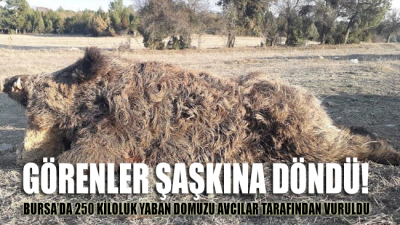 Bursa'da 250 kiloluk yaban domuzu avcılar tarafından vuruldu