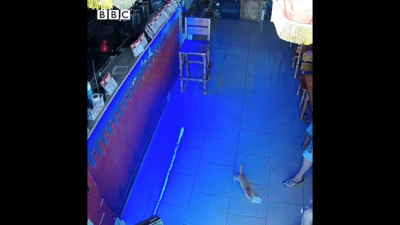 Rusya'da bardan bir deste 'para çalıp' kaçmaya çalışan yavru kedi, iki kez yakayı ele verdi.